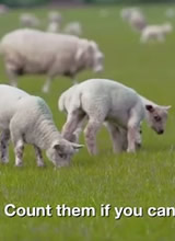 Baa Baa Land(ʷ�������������Ӱ)����