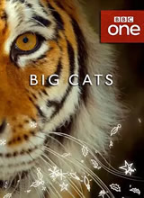 ��è/Big Cats����
